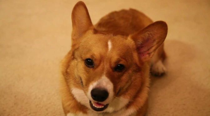 Fall In (Puppy) Love With This Corgi Video