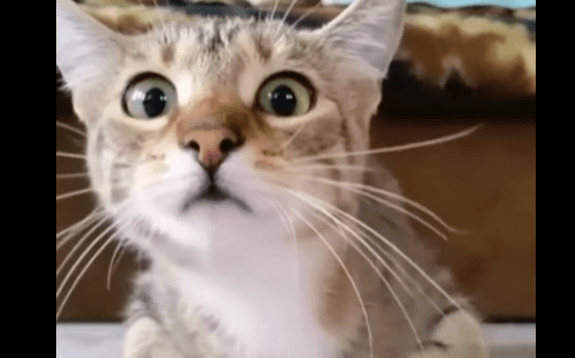 Cats Watching Horror Movies Is Apparently A Thing!